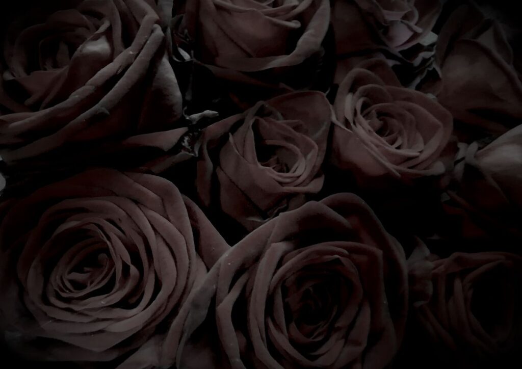 Roses